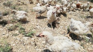 Civcivler ölüme terk edildi