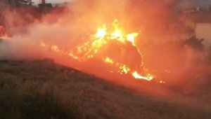 Çöpleri yakayım derken 223 ceviz ve fındık ağacını da yaktı