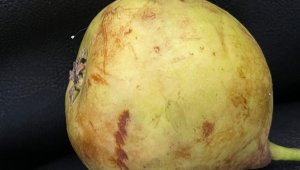 Denizli'de nadir rastlanan Udumbara çiçeği görüldü