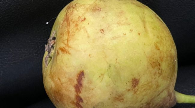 Denizli'de nadir rastlanan Udumbara çiçeği görüldü