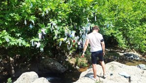 Dilek ağacı 'maske ağacı'na döndü