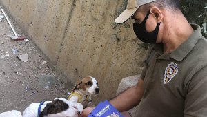 Dilsiz dostlara eziyete 123 bin 470 lira para cezası