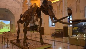 Doğa Tarih Müzesi, zaman tüneli gibi 