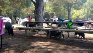 Domuz sürüsü tatilcilerin arasına indi