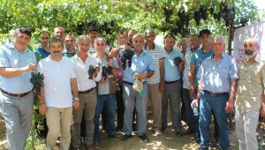 Efem üzümünde ilk hasat gerçekleşti, dayanıklılığı ve lezzeti dikkat çekti