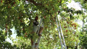 Ege'de kiraz hasadı 