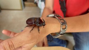 Evinde gergedan böceği besliyor