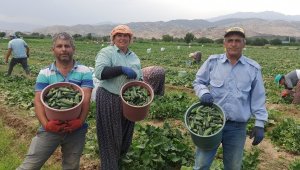 Hava sıcaklıkları salatalığı olumsuz etkiledi
