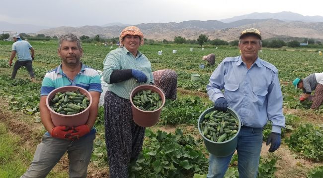 Hava sıcaklıkları salatalığı olumsuz etkiledi