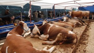 İnternet ilanıyla kurbanlık satışı