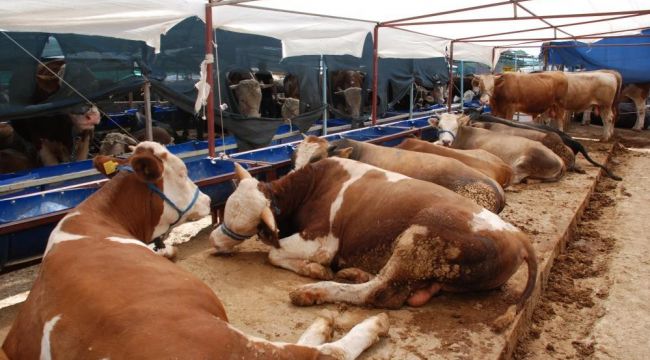 İnternet ilanıyla kurbanlık satışı