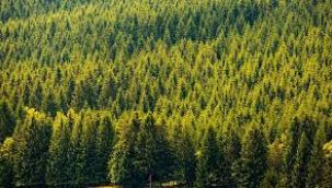 İstanbul'da da yasak geldi