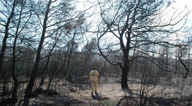 İşte Foça yangınındaki hasarın boyutları