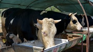 İzmir'de kurban kesim fiyatları belli oldu