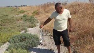 İzmir'de kuşların endişe veren ölümü