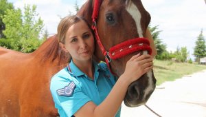 Kadın astsubaylardan atlara anne şefkati