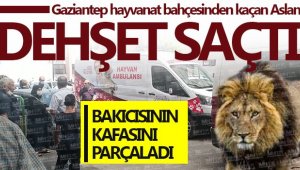 Kafesini parçalayan aslan 3 kişiyi yaraladı