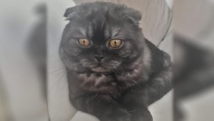 Kedisinin başına koyduğu ödülü 2 katına çıkardı