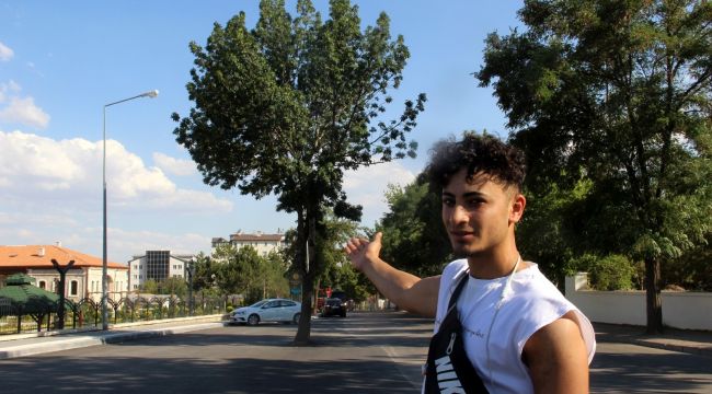 Kesmeye kıyamadıkları ağaç yol ortasında kaldı