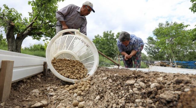 Kilogramı 750 TL'yi bulan salep Buca'da üretilecek