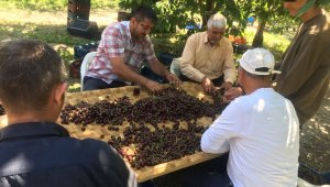 Kiraz bahçelerinde radyo sesleri