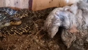 Koca yılanı elleriyle yakaladı