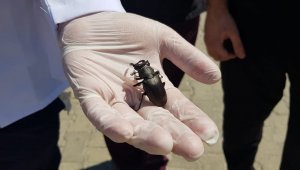 Koruma altındaki geyik böceği Manisa'da görüldü