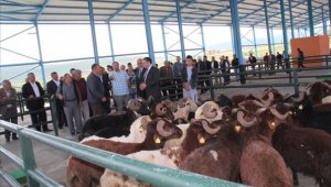 Kurbanlıklara yoğun ilgi