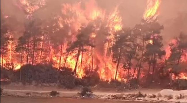 Muğla'da orman yangınları korkutuyor