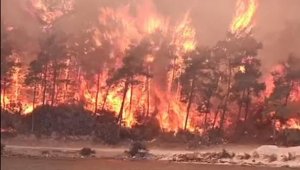 Muğla'da orman yangınları korkutuyor