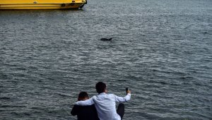 Müsilaja rağmen yunuslar boğaza akın etti