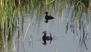 Nesli tehlikede olan dikkuyrukların sayısı artıyor