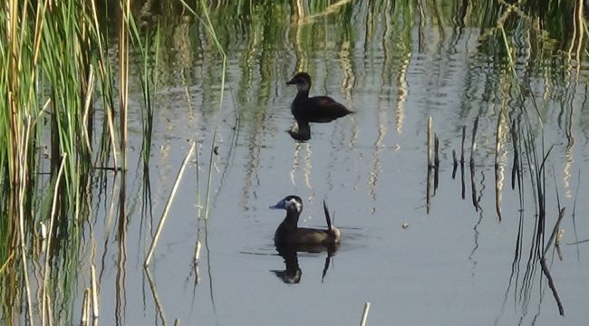 Nesli tehlikede olan dikkuyrukların sayısı artıyor