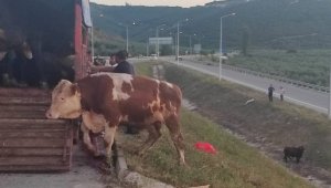 Pazara götürülen boğalar ortalığı birbirine kattı