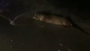 Samsun'da objektiflere su samuru takıldı