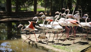 Satılmak istenen 21 flamingoya el konuldu