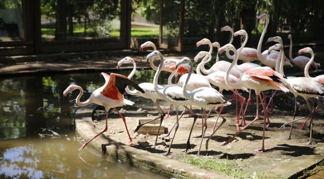 Satılmak istenen 21 flamingoya el konuldu