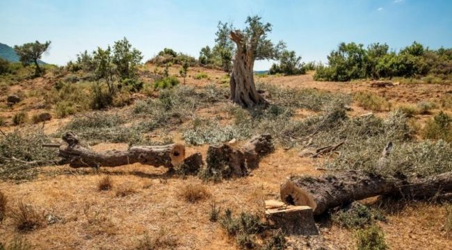 Seferihisar'da 200 yıllık anıt zeytin ağaçları kesildi