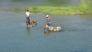 Sıcaktan bunalan atı nehirde serinlettiler