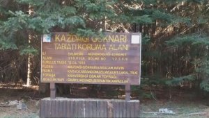 Tarihe yön veren ağaç