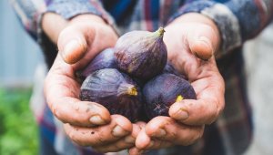 Taze incirin ihracat yolculuğu başlıyor