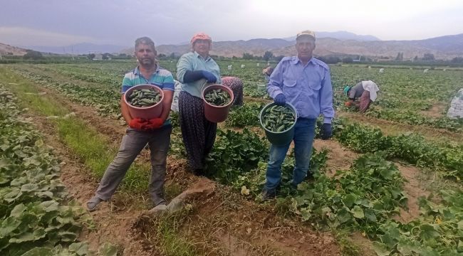 Turşuluk salatalıkta ikinci sezon