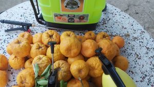 Turunç bitkisinden dezenfektan üretildi