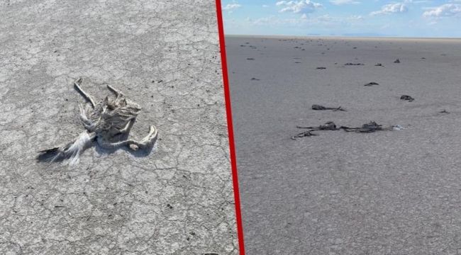 Tuz Gölü kurudu, yüzlerce flamingo öldü