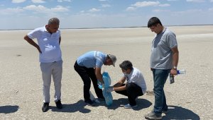 Tuz Gölü'ndeki ölü flamingolar incelemeye alındı