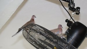 Üveyiklerin yuvası bozulmasın diye..