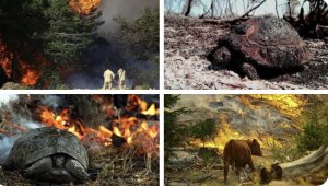 Yangından acı haber: Ölü sayısı 3'e çıktı