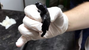 Yengeç saldırısına uğrayan yavru Caretta tedavi edildi