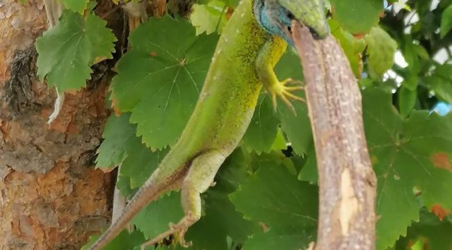 Yeşil kertenkeleyi görünce ne yapacaklarını şaşırdılar