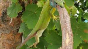Yeşil kertenkeleyi görünce ne yapacaklarını şaşırdılar